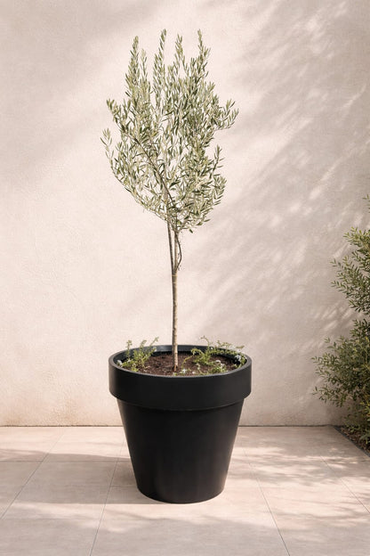 Macetero Modelo Española