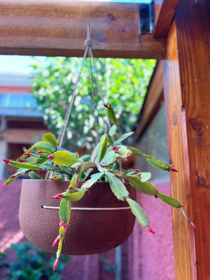 Macetero Colgante (Diámetro 28 cm / Alto 15 cm)