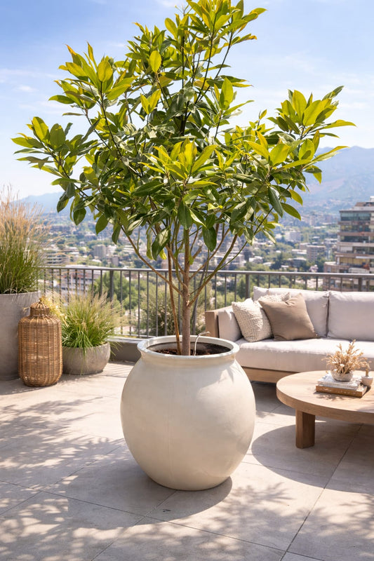 Macetero Modelo Tinaja ( 50x65 cm)