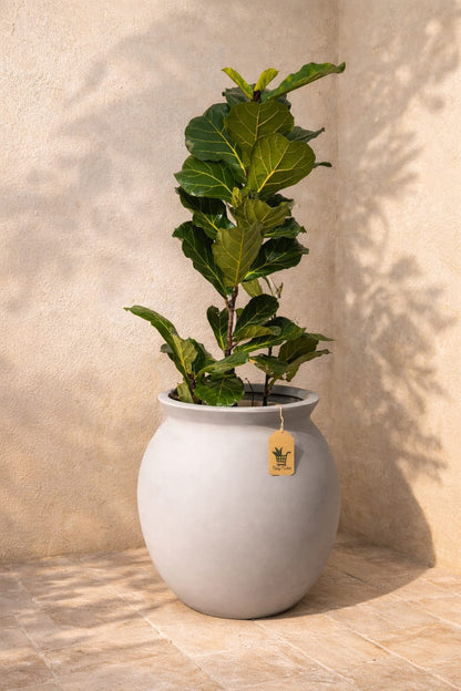 Macetero Modelo Tinaja ( 50x65 cm)